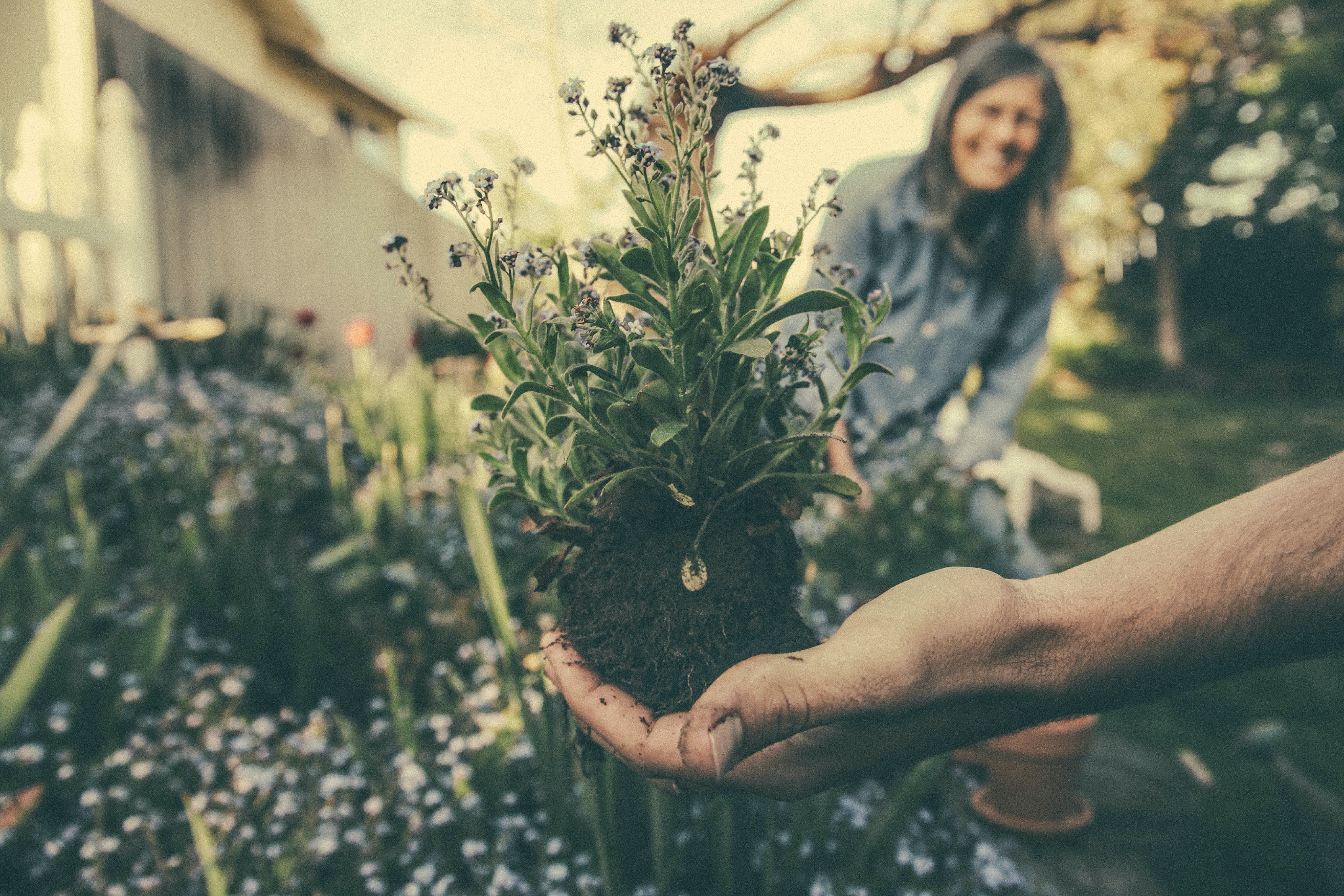 gardening dementia 3