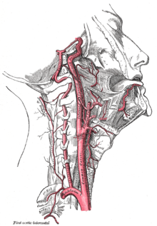 Carotid pulse