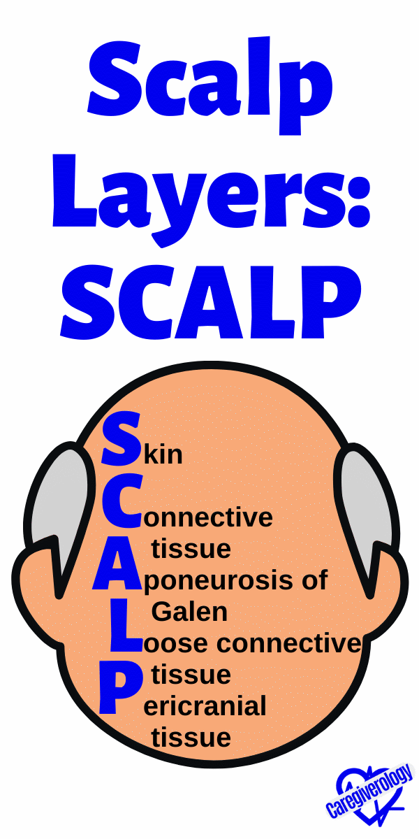 Scalp Layers: SCALP mnemonic
