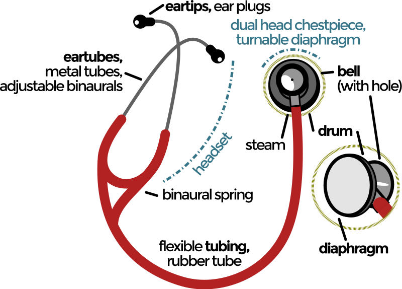 Stethoscope anatomy