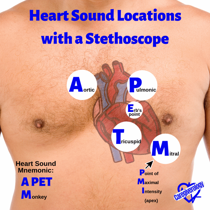 Heart sound locations with a stethoscope