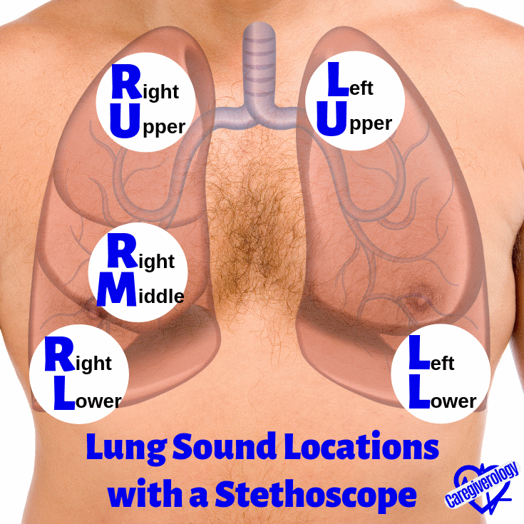 Lung sound locations with a stethoscope