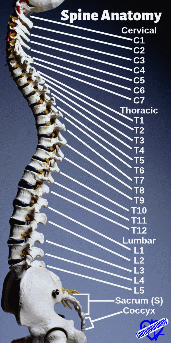 Spine Anatomy